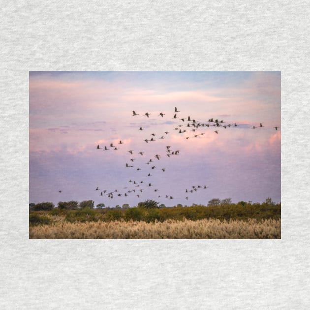 Morning Flight of the Sandhill Cranes by Debra Martz by Debra Martz